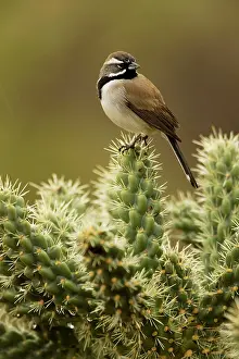 Cholla: Black-throated Sparrow - Perched on cholla cactus