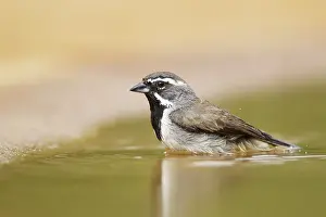 Amphispiza: Black-throated Sparrow - washing