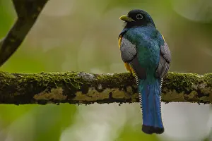 Trogon: Black-throated Trogon - Black-throated Trogon perched