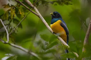 Trogon: Black-throated Trogon - Black-throated Trogon perched