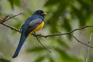 Trogon: Black-throated Trogon - Black-throated Trogon perched