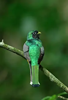 Rufus: Black-throated Trogon (Trogon rufus chrysochloros)