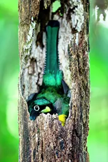Rufus: Black-throated Trogon (Trogon rufus) at nest, Costa Rica