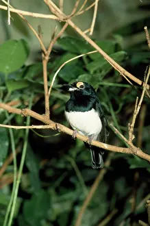 Peltata: Black-throated Wattle-eye
