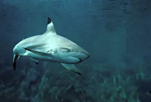 Blacktip: Black-tip / blacktip Reef Shark