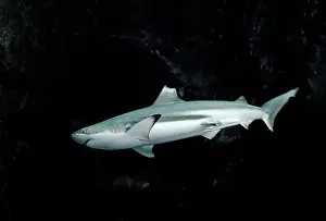 Blacktip: Black-tip / blacktip Reef Shark