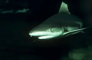 Sinister: Black-Tip / Blacktip Reef Shark