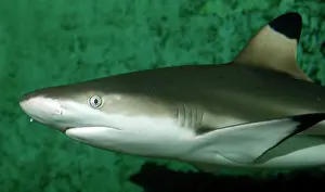 Blacktip: Black-Tip / blacktip Reef Shark