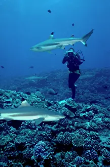 Blacktip: Black-tip / Blacktip Reef Shark - Diver / Photographer
