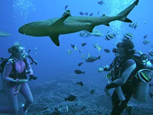Master: Black-tip / Blacktip Reef shark & Diver Valerie