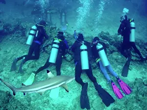 Blacktip: Black-tip / Blacktip Reef Shark & divers - Diving