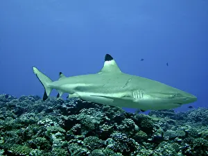 Blacktip: Black-tip / Blacktip Reef Shark - Female with recent
