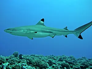 Blacktip: Black-tip / Blacktip Reef shark - male - considered