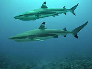 Blacktip: Black-tip / Blacktip Reef shark - A male swimming