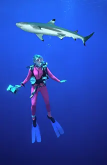 Blacktip: Black-tip / Blacktip Reef Shark - Passing above
