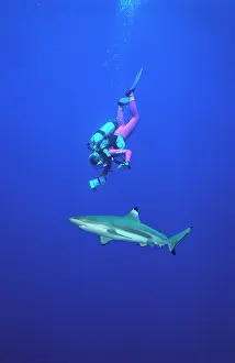 Blacktip: Black-tip / Blacktip Reef Shark - Passing beneath