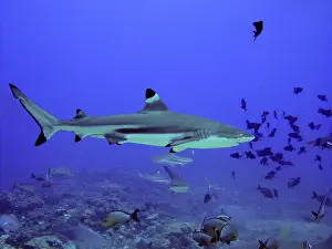 Blacktip: Black-tip / Blacktip Reef Shark - Swimming through fish