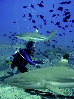 Master: Black-tip / Blacktip Reef Sharks - Dive master hand feeding