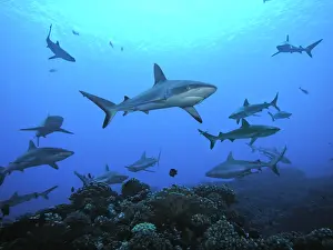 Blacktip: Black-tip / Blacktip Reef sharks - Female Black