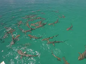 Blacktip: Black-tip / Blacktip Reef sharks - Female Black
