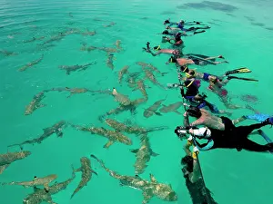 Shark: Black-tip / Blacktip Reef SHARKS - gather on one