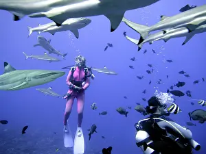 Blacktip: Black-tip / Blacktip Reef SHARKS - These harmless