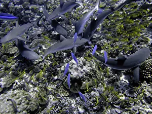 Blacktip: Black-tip / Blacktip Reef SHARKS - These harmless