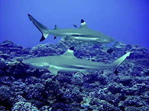 Blacktip: Black-tip / Blacktip Reef Sharks - males swimming