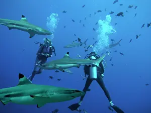 Blacktip: Black-tip / Blacktip Reef sharks - Males swimming