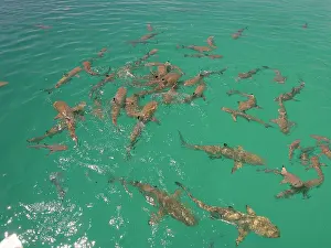 Blacktip: Black-tip / Blacktip Reef SHARKS - In a small frenzy
