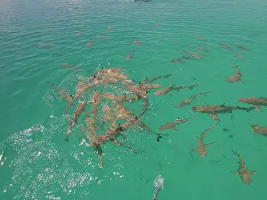 Blacktip: Black-tip / Blacktip Reef SHARKS - In a small frenzy