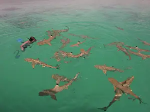 Blacktip: Black-tip / Blacktip Reef SHARKS - around a snorkeller