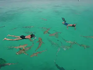 Blacktip: Black-tip / Blacktip Reef SHARKS- Snorkellers swimming