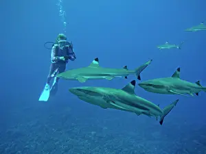 Blacktip: Black-tip / Blacktip Reef SHARKS - swimming in