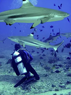 Blacktip: Black-tip / Blacktip Reef Sharks - Swimming around diver