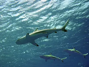 Blacktip: Black-tip / Blacktip Reef Sharks - swimming overhead