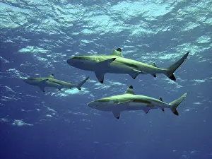 Blacktip: Black-tip / Blacktip Reef Sharks - swimming overhead