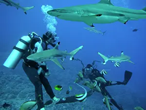Master: Black-tip / Blacktip Reef sharks - Underwater photographer