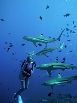 Blacktip: Black-tip / Blacktip Reef sharks & Valerie Taylor, considere