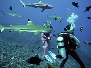 Blacktip: Black-tip / Blacktip Reef SHARKS - Valerie Taylor