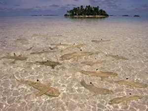 Blacktip: Black-tip / Blacktip Reef SHARKS - In water so