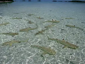 Blacktip: Black-tip / Blacktip Reef sharks - young sharks