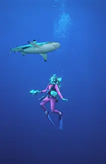 Blacktip: Black-tip / Blacktip Reef - Swims over diver, camera