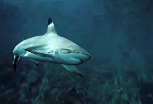 Blacktip: Black-tip Shark