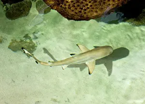 Melanopterus: Black-tipped Shark