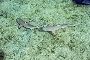Carcharhinus: BLACK-TIPPED SHARKS X2