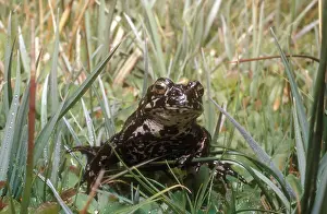 Anaxyrus: Black Toad