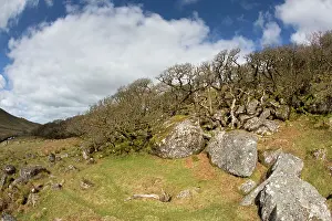 Tors: Black A Tor Copse