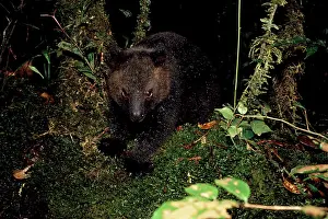 Auscape - Named Photographers: Black Tree-Kangaroo