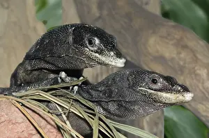 Monitors: Black Tree Monitors